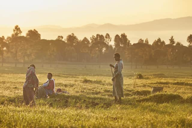 Farmers at work in the fields around Volcanoes National Park.