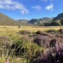 Wealthy corporations and forestry companies dominated Scotland's rural market and have dramatically driving up land prices, a Scottish Land Commission study has said