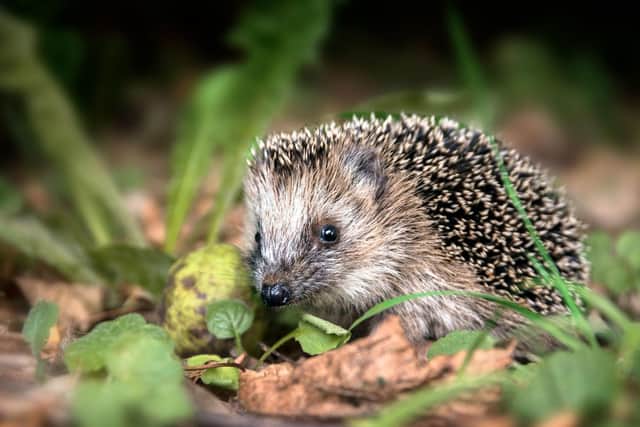 Hedgehogs can be found in gardens and parks in most parts of Scotland, though usually after dark as they are nocturnal