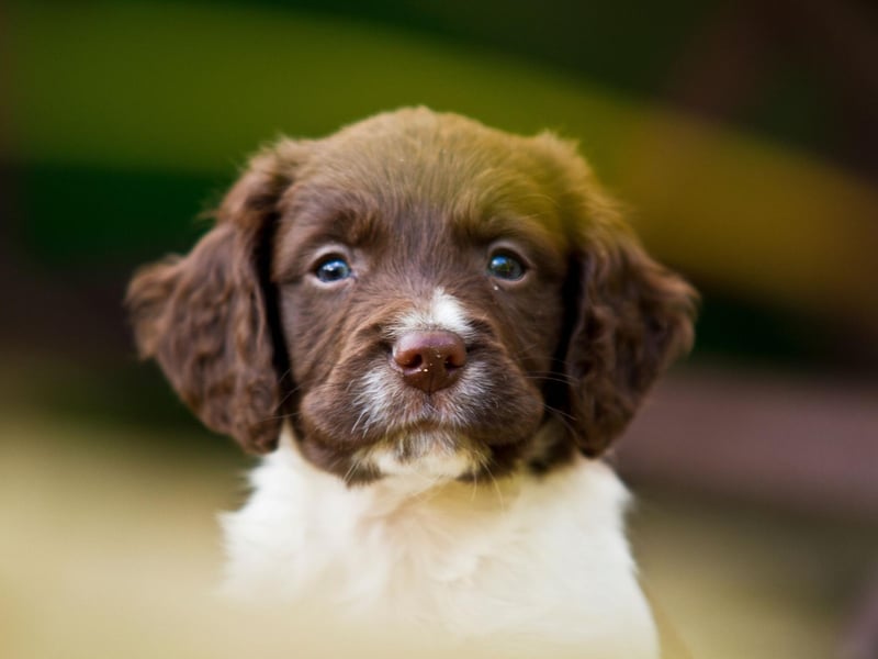 Just a place behind their close Cocker cousins is the Springer Spaniel. They were bred to flush out and retrieve game during hunts.