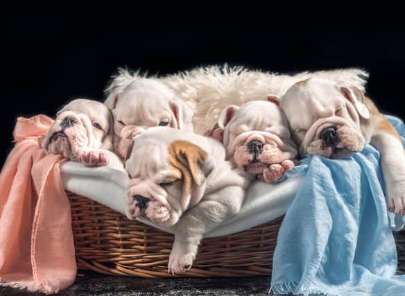Puppies don't come much more adorable than the English Bulldog.