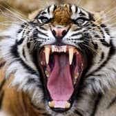 Dharma the Sumatran tiger yawns as members of the public return to Edinburgh Zoo in 2020. (Photo by Jeff J Mitchell/Getty Images)
