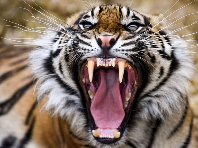 Dharma the Sumatran tiger yawns as members of the public return to Edinburgh Zoo in 2020. (Photo by Jeff J Mitchell/Getty Images)