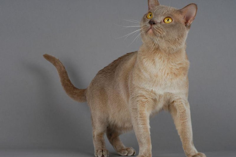 The Burmese cat is very outgoing and extremely patient with youngsters. This small cat is great for families with children.