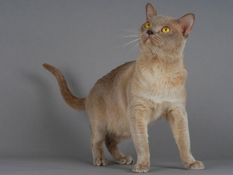 The Burmese cat is very outgoing and extremely patient with youngsters. This small cat is great for families with children.