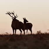 A motion raised to scrap plans to allow the male deer cull season to be open all year round has been successful (pic: John Stillwell)