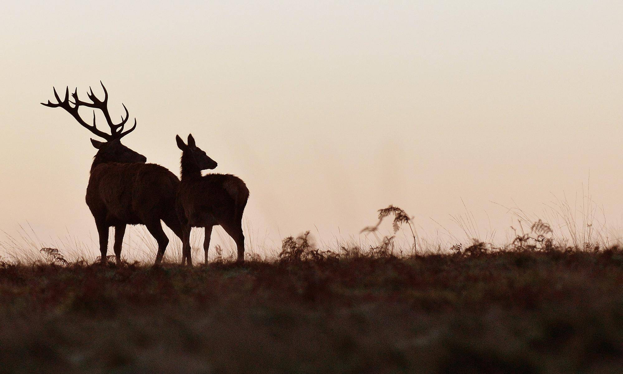 A motion raised to scrap plans to allow the male deer cull season to be open all year round has been successful (pic: John Stillwell)