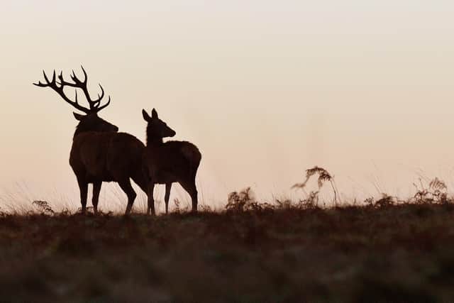A motion raised to scrap plans to allow the male deer cull season to be open all year round has been successful (pic: John Stillwell)