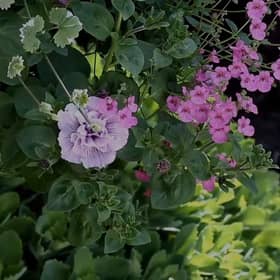 How to plant a hanging basket