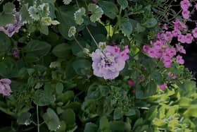 How to plant a hanging basket