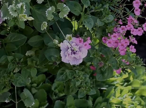 How to plant a hanging basket