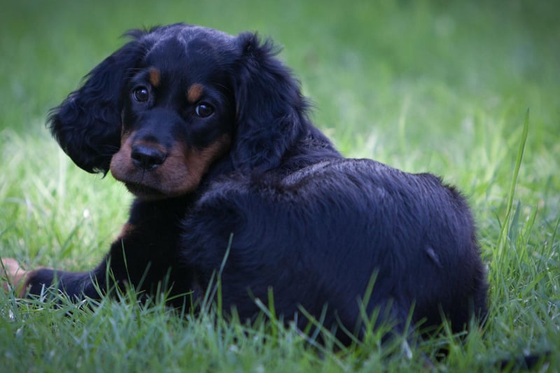 The largest of the setters, the Gordon Setter wa bred in the Highlands to collect felled grouse and pheasant. Setters get their name from the distinctive stance they strike when finding quarry - a crouch to indicate their location to shooters before the birds are flushed.