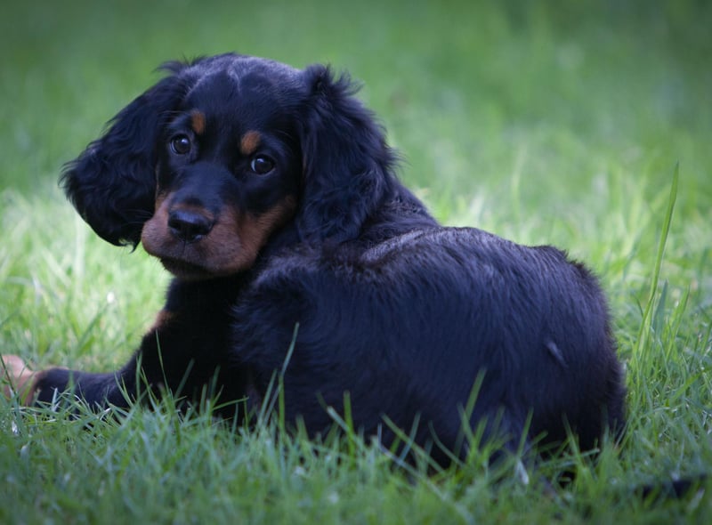 The largest of the setters, the Gordon Setter wa bred in the Highlands to collect felled grouse and pheasant. Setters get their name from the distinctive stance they strike when finding quarry - a crouch to indicate their location to shooters before the birds are flushed.