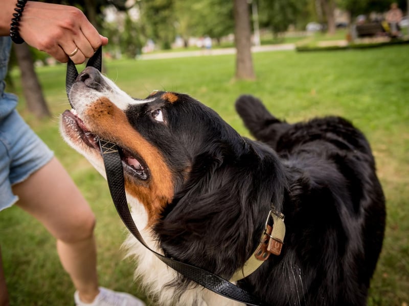 One of the cuddliest breeds of large dog, a Bernese Mountain Dog may not be able to fit on your lap, but that won't necessarily stop them repeatedly trying to.