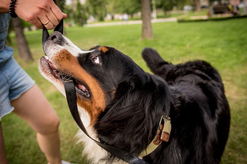 One of the cuddliest breeds of large dog, a Bernese Mountain Dog may not be able to fit on your lap, but that won't necessarily stop them repeatedly trying to.