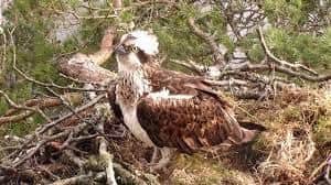 Life is about to get a whole lot busier for Laddie the osprey