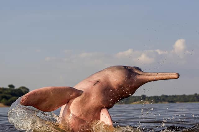 Pink river dolphins can be spotted on Delfin's Peruvian Amazon cruises, with their three vessels visiting the Pacaya Samira National Reserve in Peru.