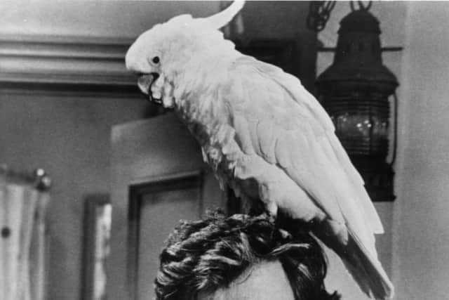 Blake with cockatoo pal in Seventies crime drama Baretta (Picture: Getty Images)