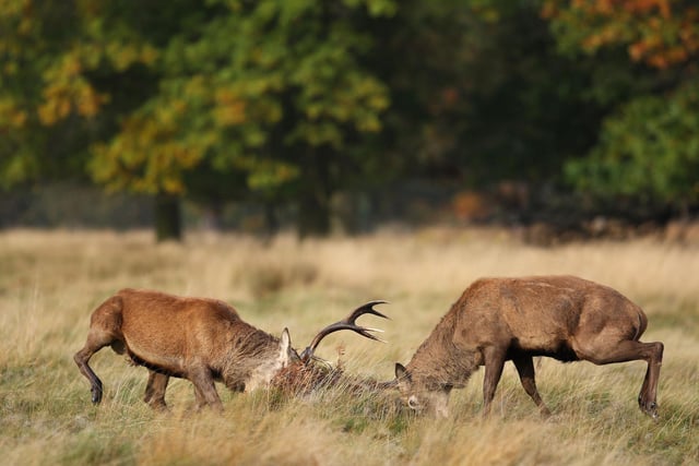 One of the greatest spectacles in Scotland's natural world, the red deer rut starts in October. Pumped up with testosterone, stags are looking for a mate and are prepared to fight for their right to breed. The dramatic displays see competing stags grunt, thrash and clash.
