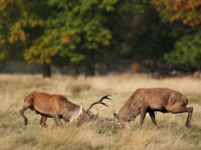 One of the greatest spectacles in Scotland's natural world, the red deer rut starts in October. Pumped up with testosterone, stags are looking for a mate and are prepared to fight for their right to breed. The dramatic displays see competing stags grunt, thrash and clash.