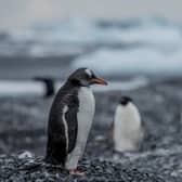 Gentoo penguins have been found on Andersson Island in Antarctica for the first time - an area that would once have been too cold and icy for the species to thrive. Picture: Tomás Munita/Greenpeace