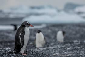 Gentoo penguins have been found on Andersson Island in Antarctica for the first time - an area that would once have been too cold and icy for the species to thrive. Picture: Tomás Munita/Greenpeace