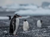 Gentoo penguins have been found on Andersson Island in Antarctica for the first time - an area that would once have been too cold and icy for the species to thrive. Picture: Tomás Munita/Greenpeace