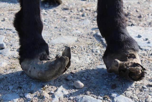 Painful: The donkey's hooves were overgrown. (pic:SSPCA)