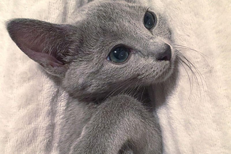 The beautiful Russian Blue has a stunning blue/grey fur coat, however, they don't have any special coat qualities that make them hypoallergenic but, as omlet.co.uk states they 'produce less Fel d1', which is a protein that cats secrete from their skin which a lot of allergy sufferers are allergic to.