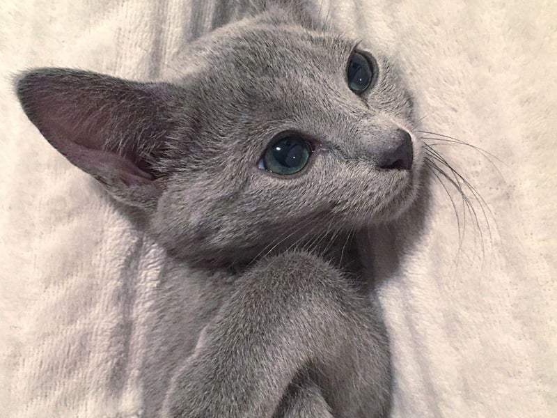 The beautiful Russian Blue has a stunning blue/grey fur coat, however, they don't have any special coat qualities that make them hypoallergenic but, as omlet.co.uk states they 'produce less Fel d1', which is a protein that cats secrete from their skin which a lot of allergy sufferers are allergic to.