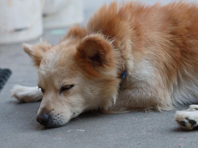 The Kokoni is a lesser-known breed, which only has a monthly search volume of 5k, however this has been steadily increasing since 2015, with a particularly large leap in 2022, expected to continue into 2023. Originally hailing from Greece, these small canines are very intelligent and trainable, as well as being very happy and loyal.