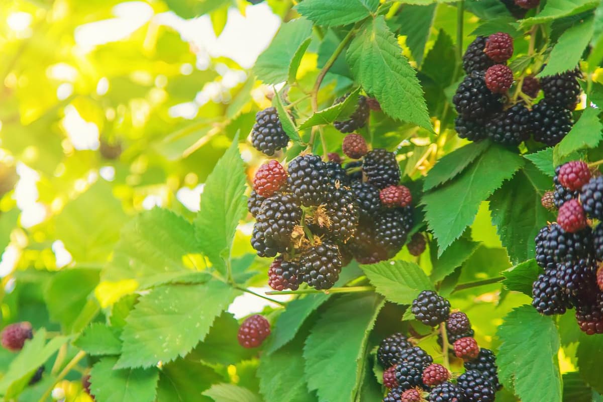 Different Brambles Brambles: where, how and when to pick these seasonal fruits