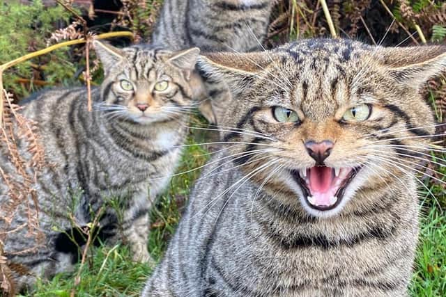 The Royal Zoological Society of Scotland is leading the 'breeding for release' project Saving Wildcats, which aims to re-establish the iconic native species in Scotland. Picture: RZSS
