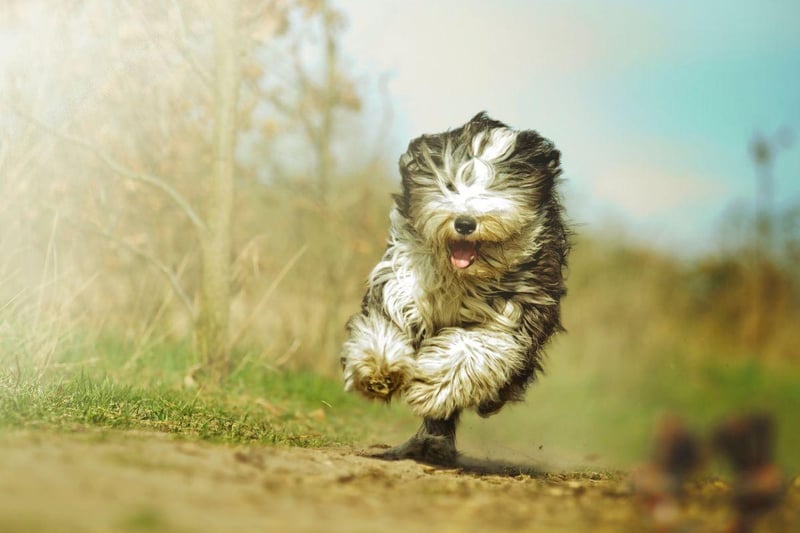 Traditionally used by Scottish shepherds to held tend their flocks, legend has it that the Bearded Collie originated when a pack of Polish Lowland Sheepdogs were abandoned on the coast of Scotland and bred with native herding dogs.