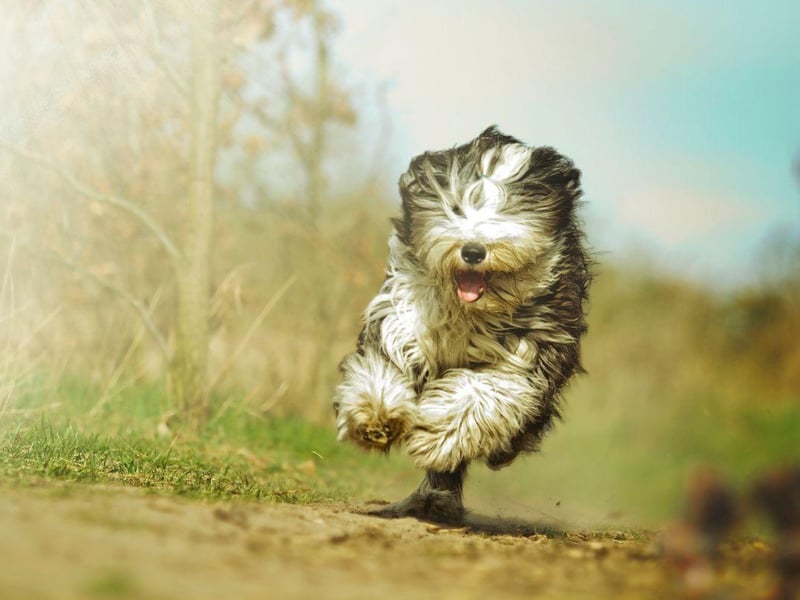 Traditionally used by Scottish shepherds to held tend their flocks, legend has it that the Bearded Collie originated when a pack of Polish Lowland Sheepdogs were abandoned on the coast of Scotland and bred with native herding dogs.