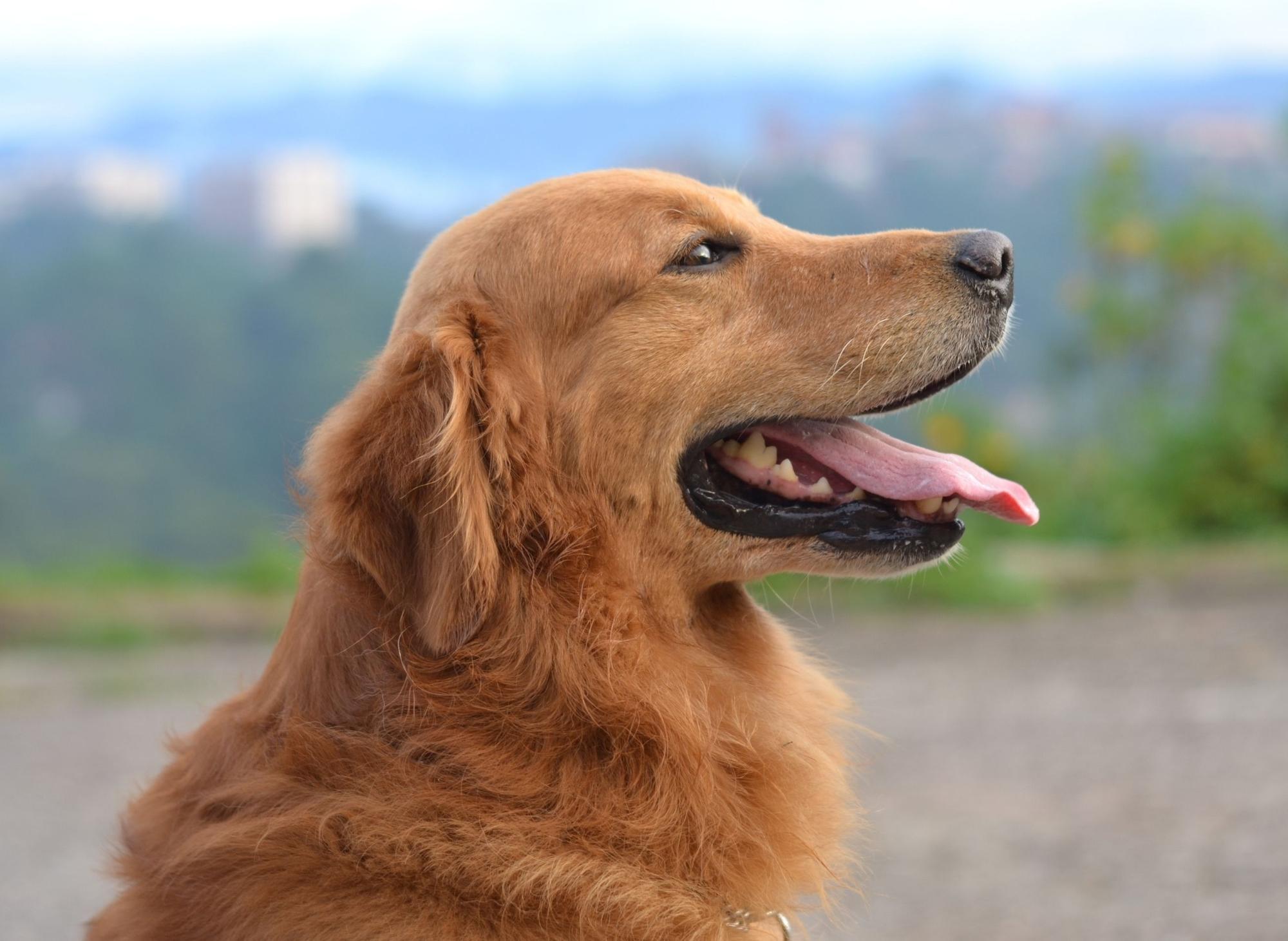 10 worst best sale dogs for families