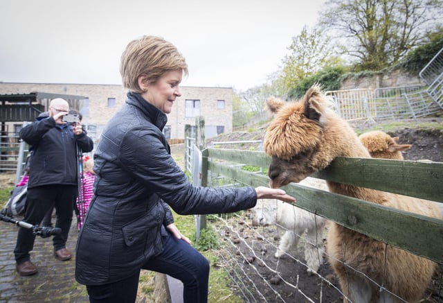 First Minister meets the alpacas during a visit to LOVE Gorgie Farm on May 4 in Edinburgh (Photo by Jane Barlow - Pool/Getty Images).