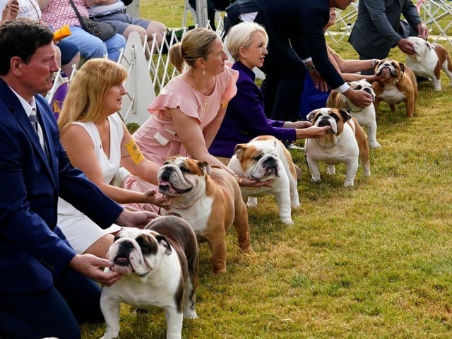 Bulldogs in the ring during the (Toy, Terrier and Non-Sporting) Breed Judging at the 146th Westminster Kennel Club Dog Show.