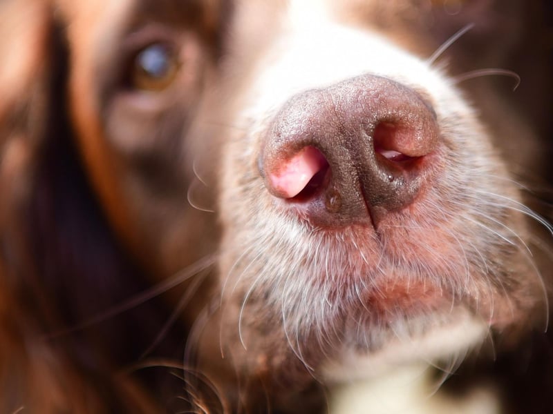 Springer Spaniels and Cocker Spaniels were only recognised as distinct breeds by the Kennel Club in 1902. Prior to that, litters of Spaniel would simply be separated by size - with the smaller dogs designated Cockers and the larger dog Springers.