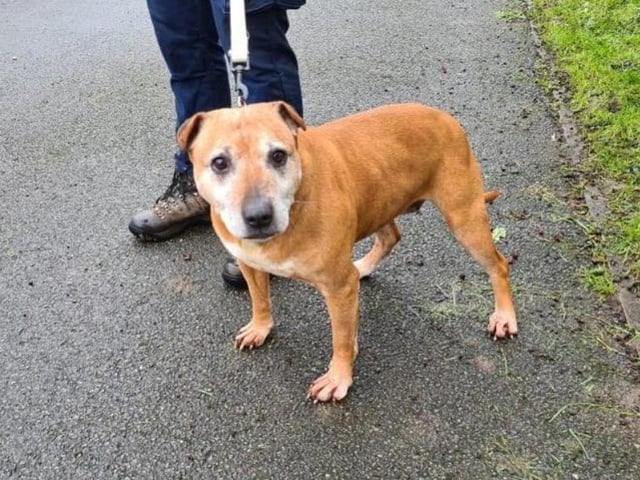 The oldest dog on the list, Fern is approximately 10 years old, but still has all the energy and bounciness of a puppy. She's very needy, too - make sure you'll be able to give her all the attention she wants!