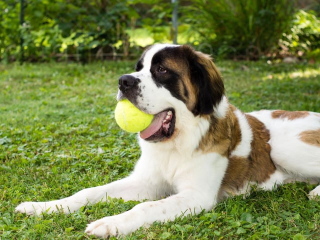 Moving on to the dogs that don't suit apartment living and the Saint Bernard. This enormous breed can tip the scales at up to 180 pounds, so it's pretty obvious that they're not suited to living in close confines. As well as needing space to stretch out in, this dog's thick fur can get quite smelly - a particular problem when it's impossible to espape the doggy odour.