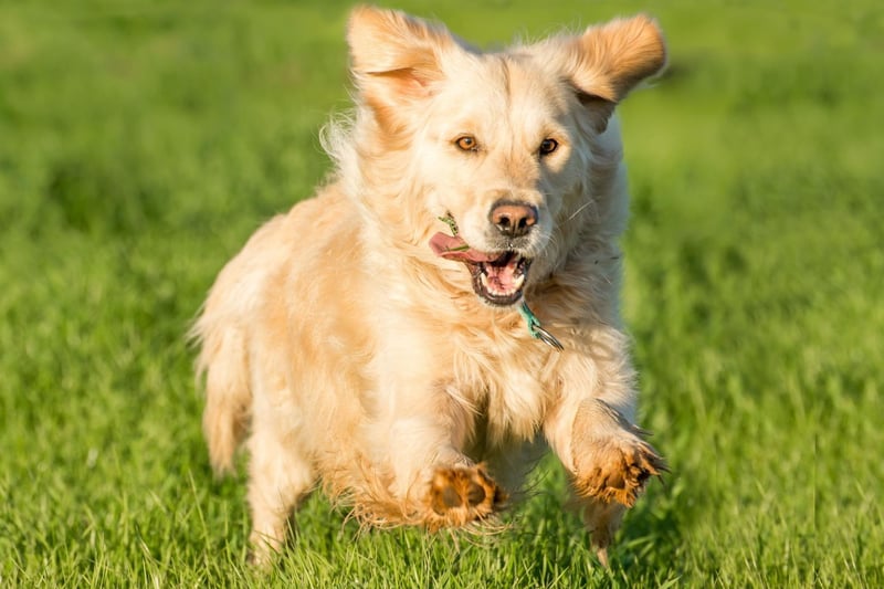 Suited to long and steady runs, the research found that Golden Retrievers are the best dog for a running partner. The Golden Retrievers’ friendly attitude towards strangers is a bonus for those running in crowded areas, where there will be interactions with other runners and dog walkers.