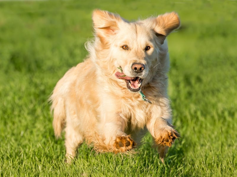 Suited to long and steady runs, the research found that Golden Retrievers are the best dog for a running partner. The Golden Retrievers’ friendly attitude towards strangers is a bonus for those running in crowded areas, where there will be interactions with other runners and dog walkers.