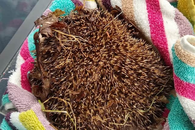 The animal was discovered on Tuesday outside Brannock High School in North Lanarkshire by Motherwell District Wildlife Protection. (Credit: Motherwell District Wildlife Protection/PA Wire)