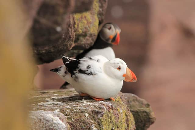 The leucistic puffin's unique look of only a few black feathers and a largely orange bill is due to a lack of pigmentation caused by the genetic condition leucism.