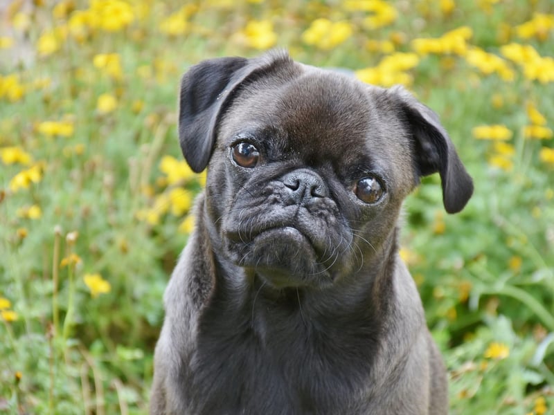 The Pug is another dog that may ignore its housebreaking training when it suits them. These diminutive characters hate the cold and wet weather, so may unilaterally decide to avoid it entirely.