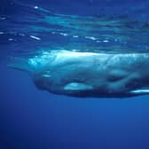 A sperm whale in the Azores.