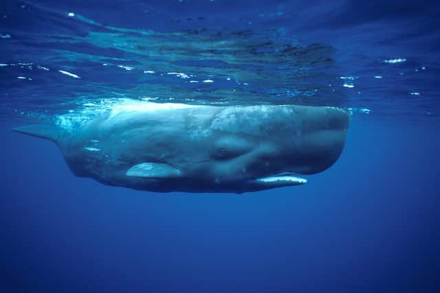 A sperm whale in the Azores.