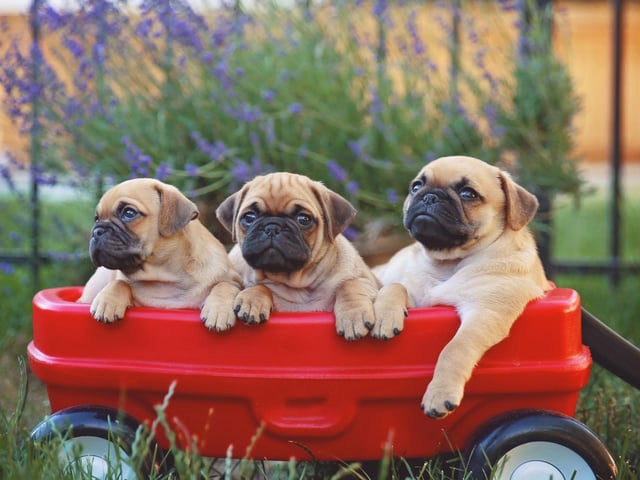 Given their comedically grumpy little faces, it's perhaps no wonder that a group of Pugs is called a grumble.