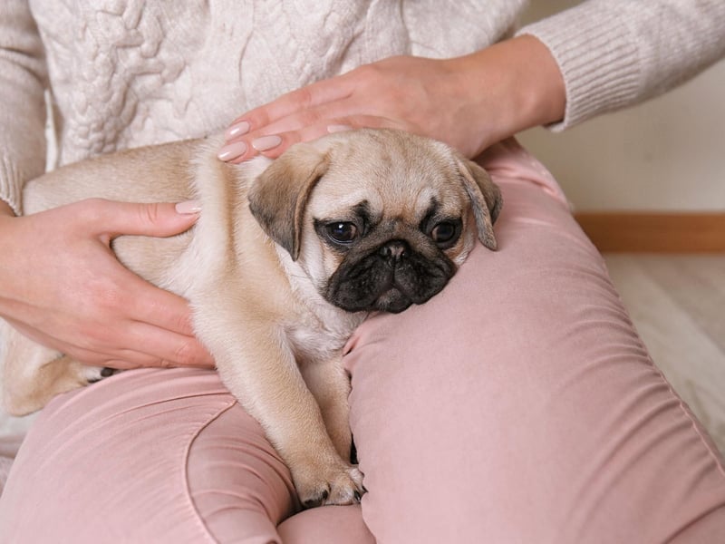 As with all brachycephalic (flat faced) breeds the Pug shouldn't get too much exercise as they can have problems with their breathing - so it's actually good for their health to have a nap on your lap.